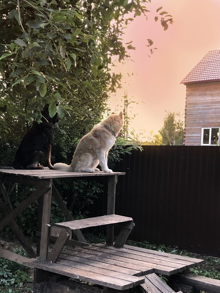 Как сделать собачий кайф