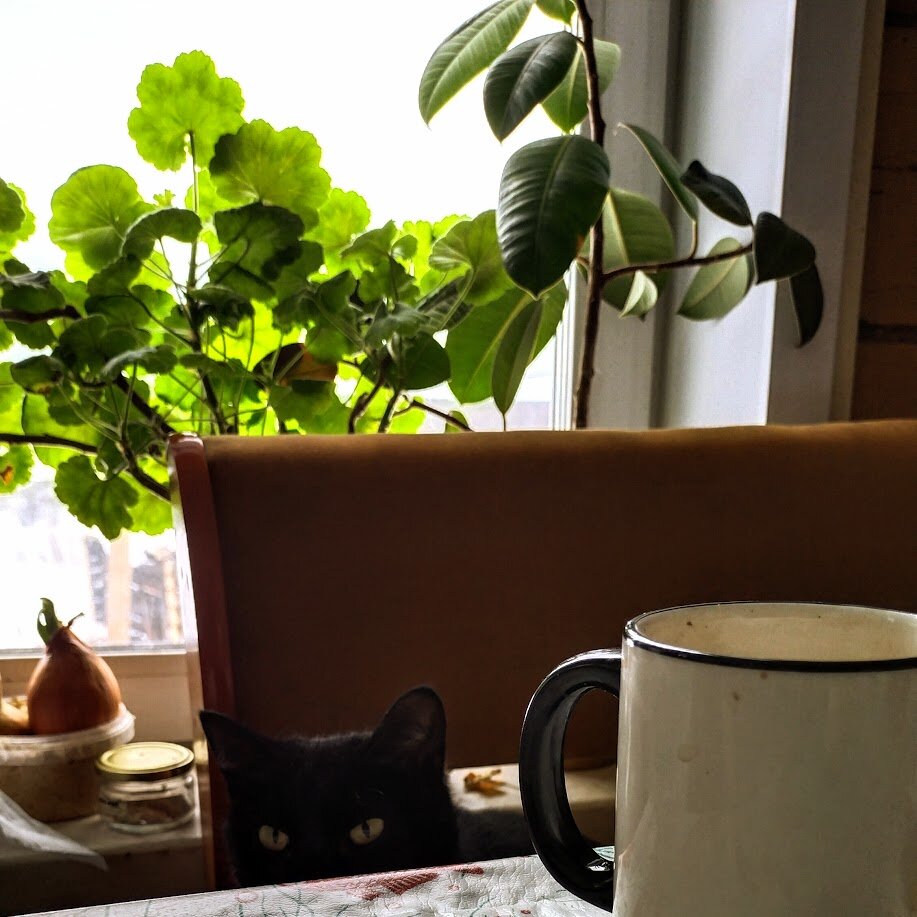 Зимой герань пышная и красивая