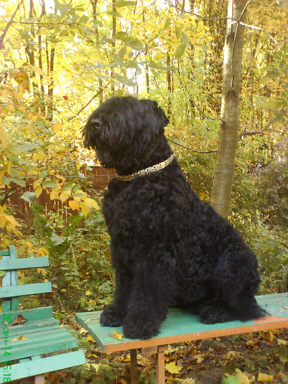 Чёрный терьер.