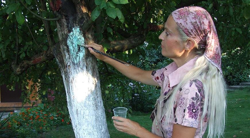 Рак яблони - что это такое и как его лечить | Я не дачник. Я здесь ЖИВУ! | Дзен