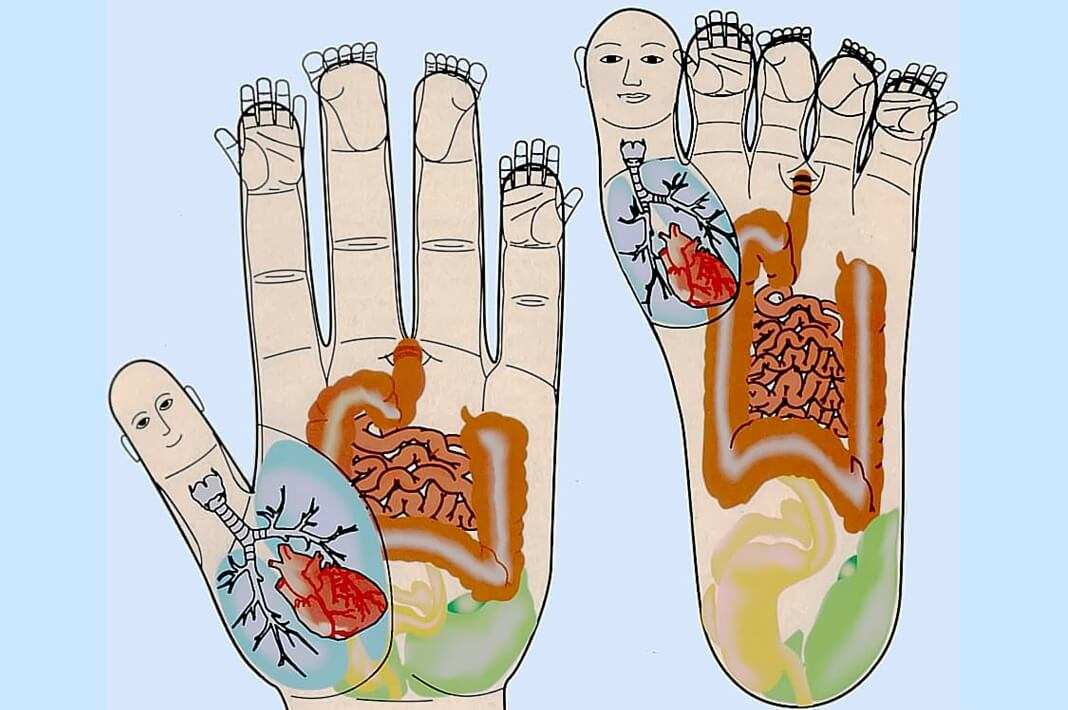 Су джок терапия семянотерапия и точки с картинками