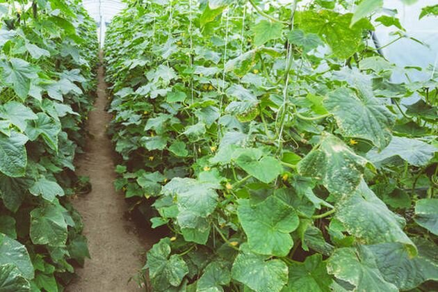 Как продлить урожайный период на дачных грядках