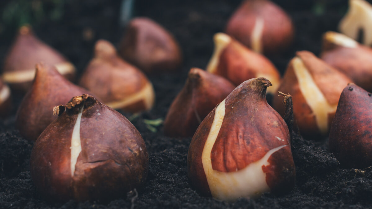 Луковицы тюльпанов сажают осенью для весеннего цветения