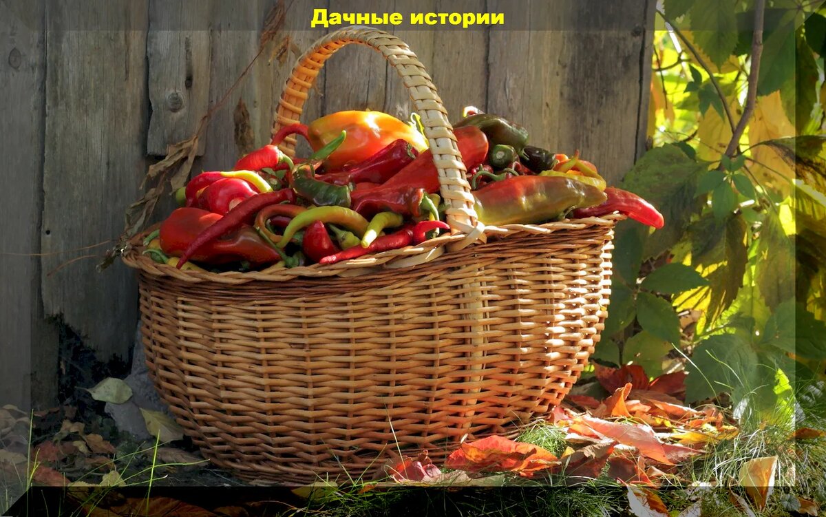https://vk.com/photo-159774511_457255522