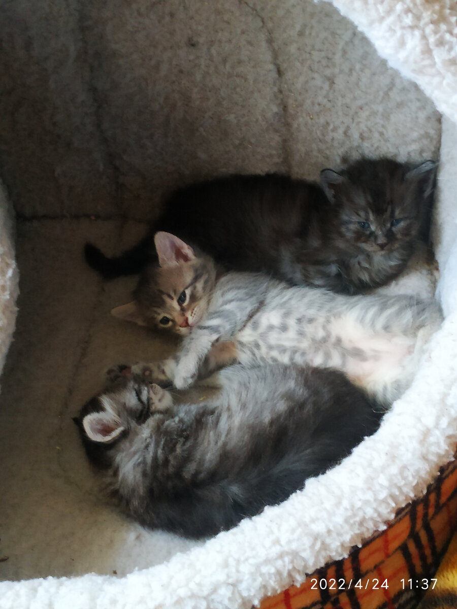 Здесь котятам месяц