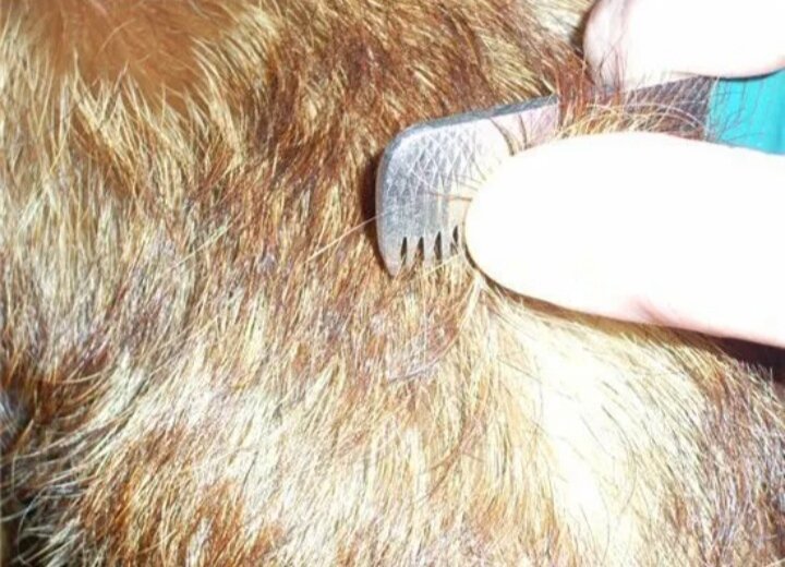 Тримминг/стриппинг. Собака выщипывает шерсть. Собака выщипывает шерсть. Что такое тримминг для собак джек рассел. Выщипывание шерсти у собак.