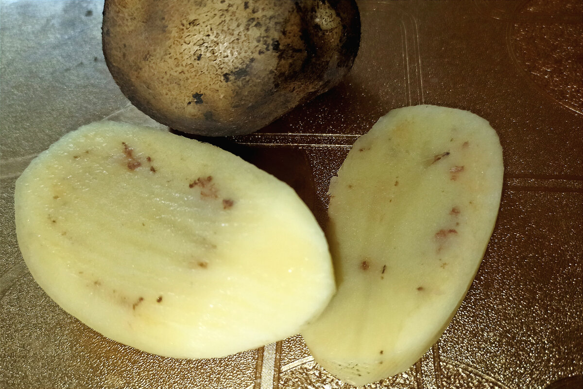 Железистая пятнистость картофеля. Коричневые прожилки в картофеле что это. Коричневые прожилки на фасоле. Почему у картошки внутри коричневые прожилки.