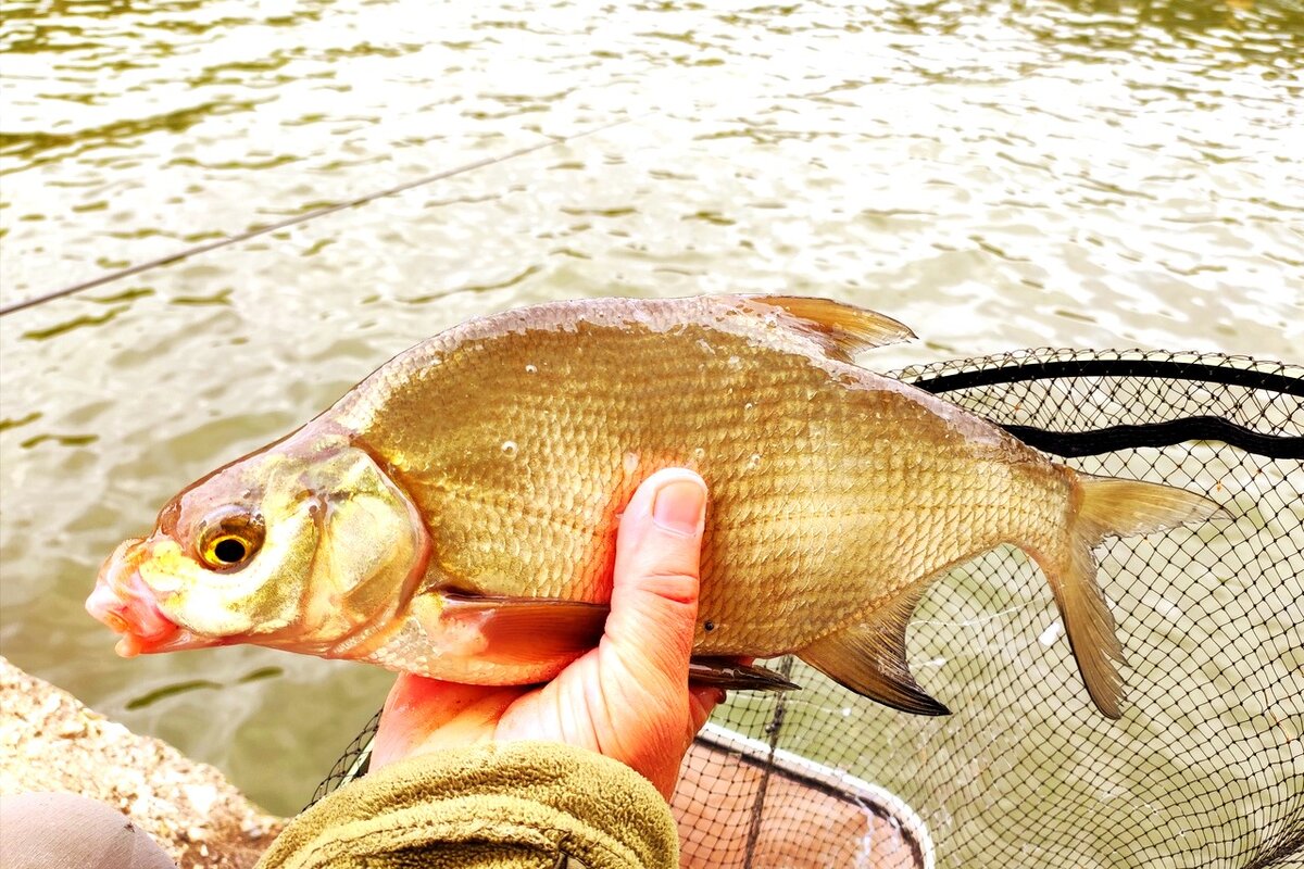 На сырно-чесночное тесто хорошо клюет подлещик