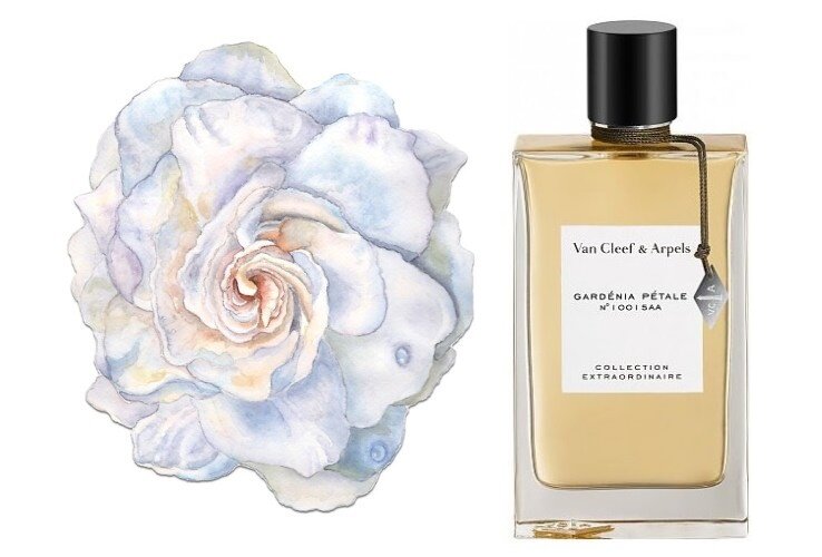 Van cleef orchid leather. Ван Клиф и Арпелс Гардения Петаль. Van Cleef Arpels gardenia petale. Van Cleef Arpels gardenia petale духи. Van Cleef van Cleef gardenia petale.