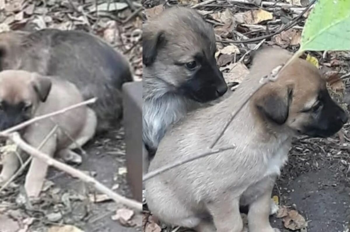    Маленьких щенят с кладбища спасают жители Новосибирска