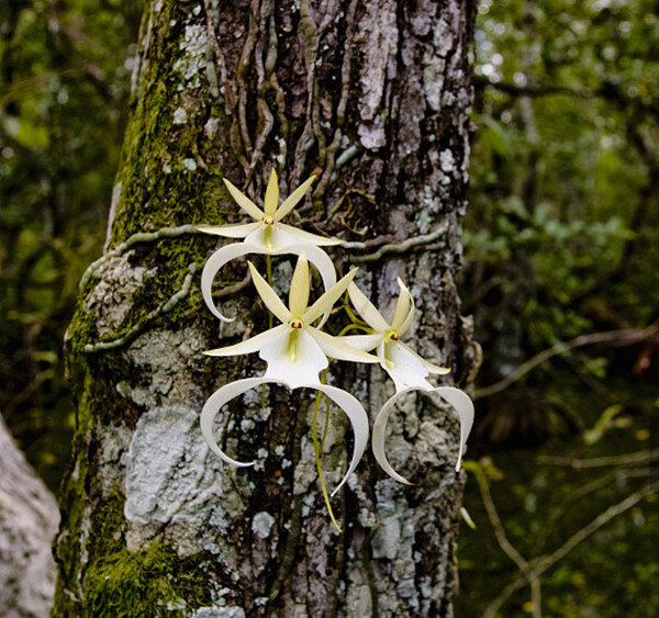 20 de plante cu aspect ciudat care există în natură