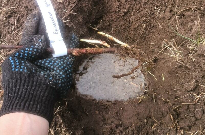 Ремонтантная малина.