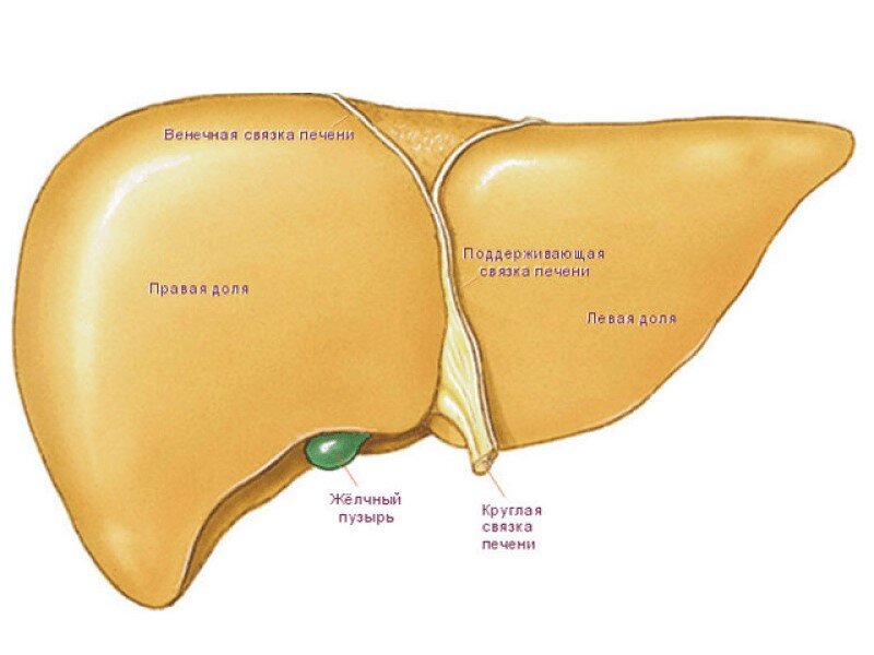 Гепатомегалия печени - причины, симптомы, признаки, диагностика, лечение, диета