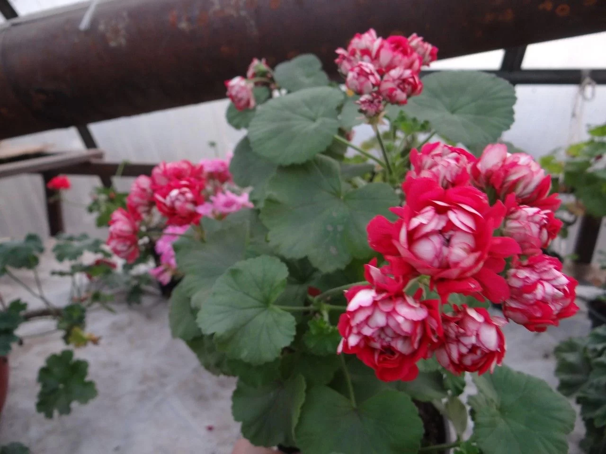 Красивые живые цветы - 84 фото - смотреть онлайн