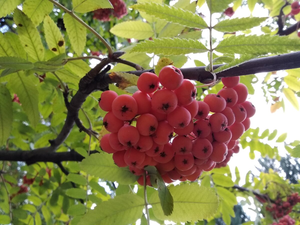 И заряжаться оптимизмом звезды нашей - солнышка. Пригодится🙂