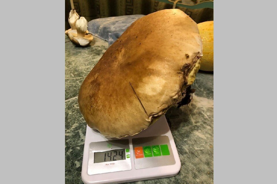     Надо бы дозиметром проверить. Огромный белый гриб обнаружили в Рязанской области.