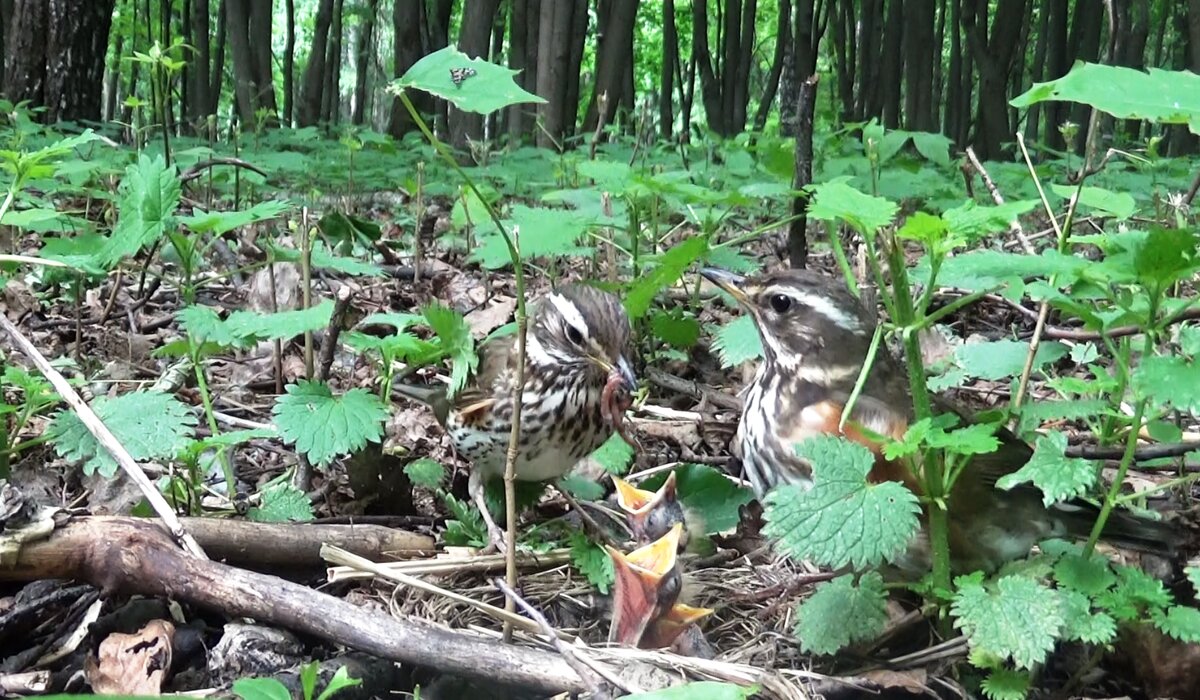 Белобровик-отец принес сразу несколько червей