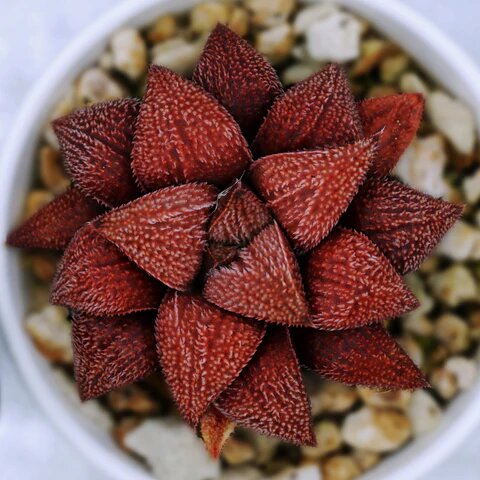 Haworthia "Red Unicorn" - Гибрид Джорджа Теордориса 