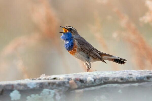    Фото: ru.freepik.com
