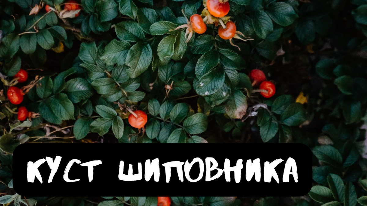 Не забудь подписаться, поставить лайк и написать все, что ты думаешь об истории и ее героях в комментариях