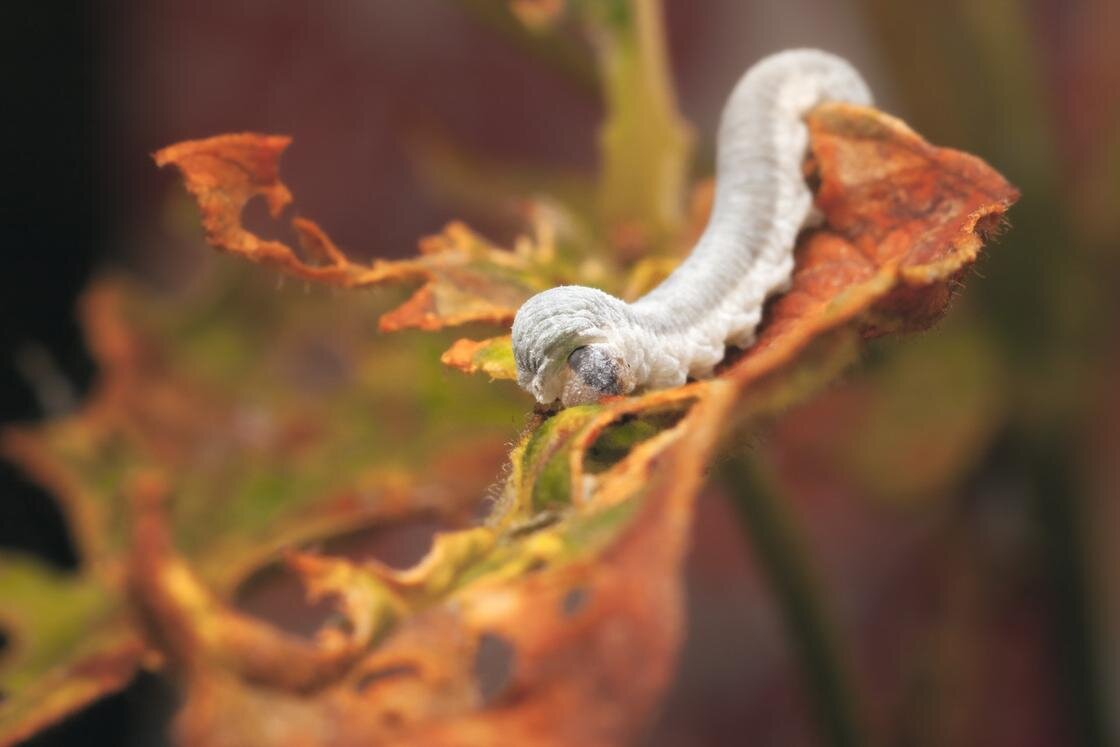   Белый червяк на осеннем листе:Unsplash/Marek Piwnicki