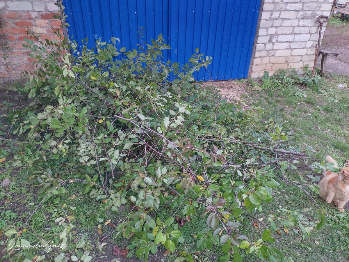 И уже гора веток