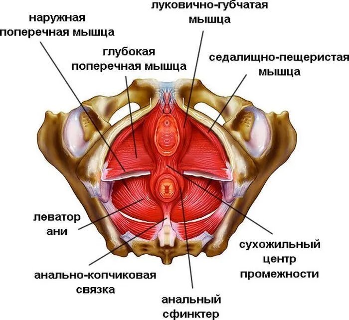 Фото мышцы тазового дна