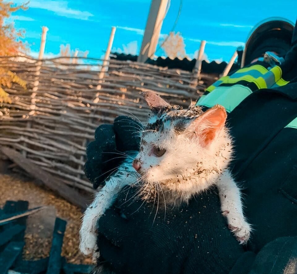    В Орске сотрудники МЧС спасли котят из пожара в бане Белов Михаил Александрович