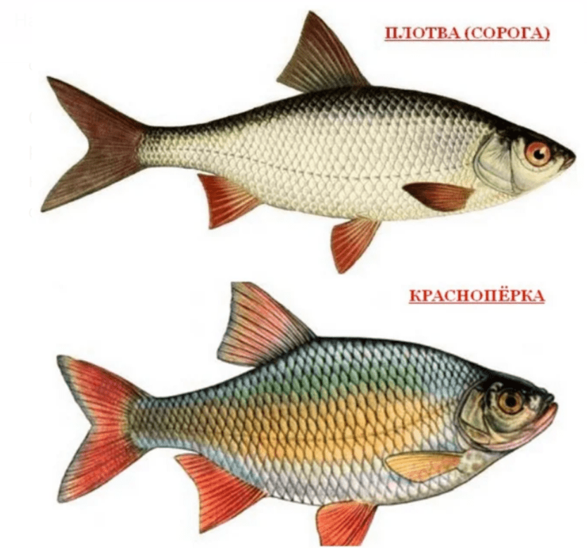 Чебак красноперка плотва. Плотва красноперка вобла. Сорожка плотва красноперка. Плотва сорога чебак отличия.