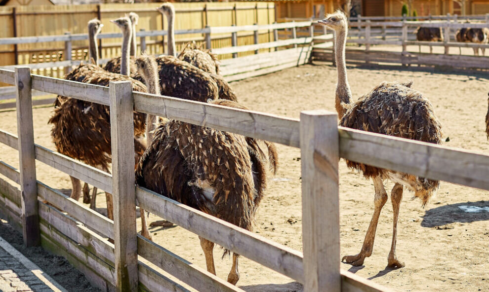    Претендующие на гранты ямальские фермеры планируют выращивать раков и страусов