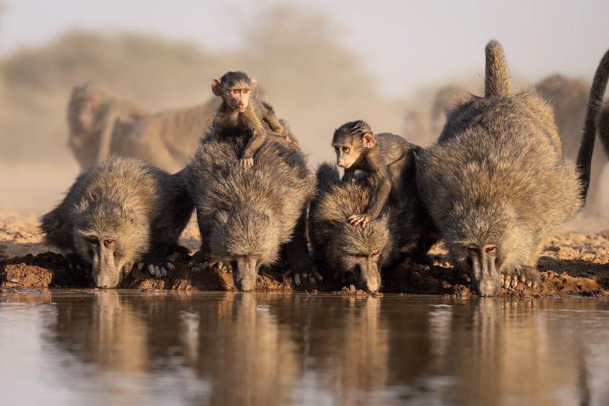   Will Burrard-Lucas