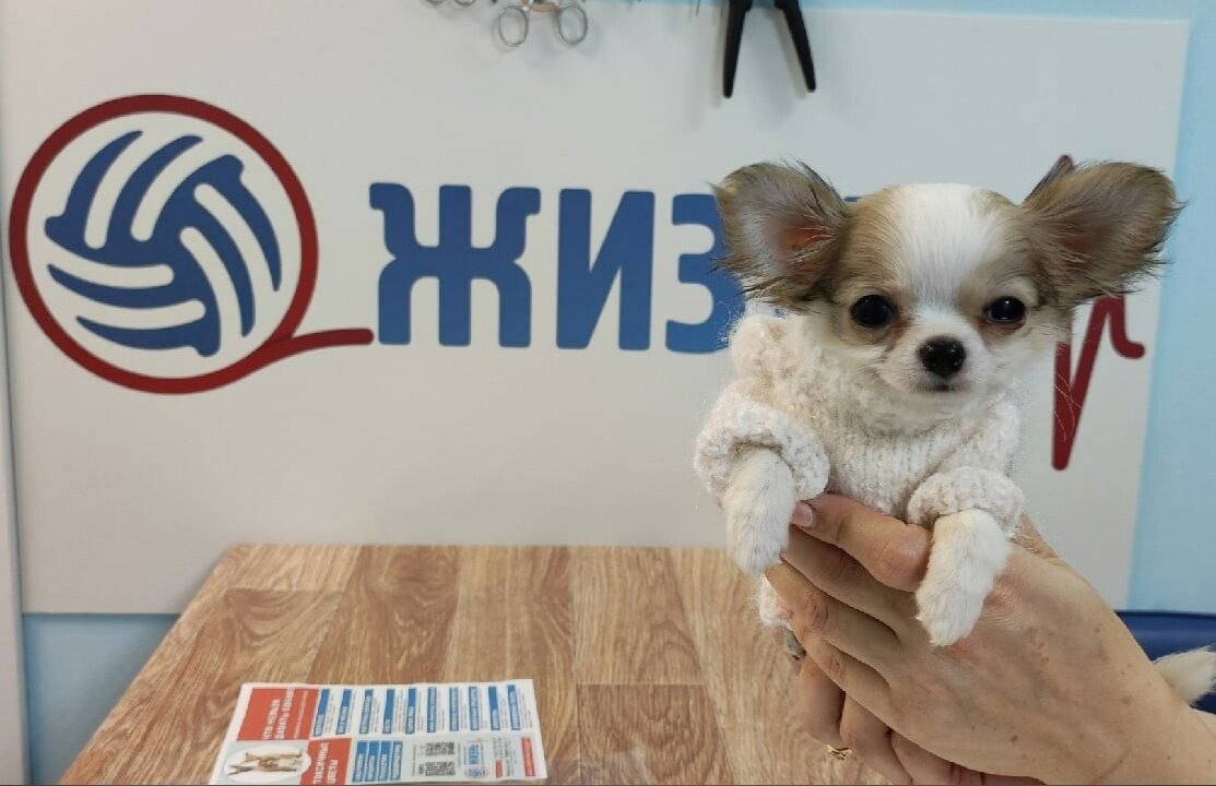 Ветеринарный врач невролог в Калуге