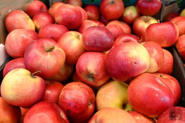    Яблоки Александр Погожев © ИА REGNUM