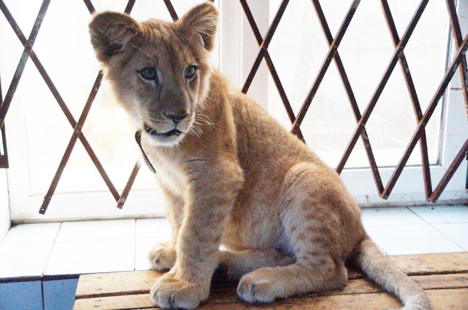     А вот каким Август был год назад. Фото: vk.com/veles_spb