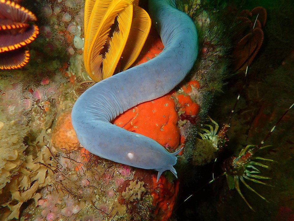 Eptatretus hexatrema