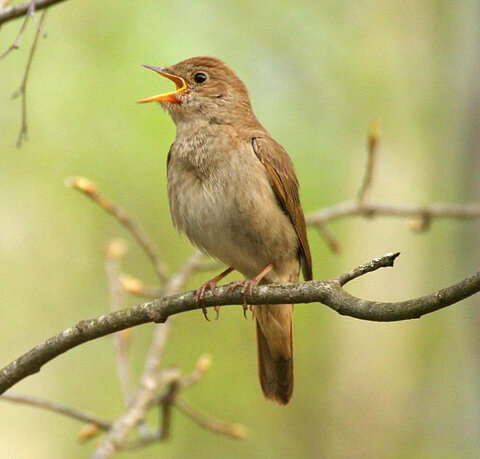 Обыкновенный соловей, Luscinia luscinia