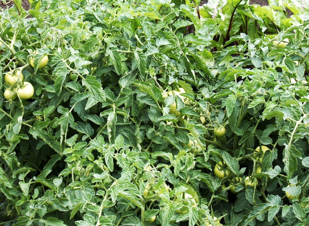 Ботва томатов полезна во многих огородных делах. Фото Фото.Картинки 