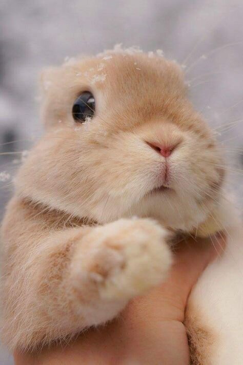Источник: www.pinterest.fr