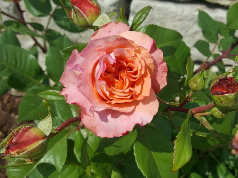 Роза Августа Луиза. Фото: luisemaxeiner.de