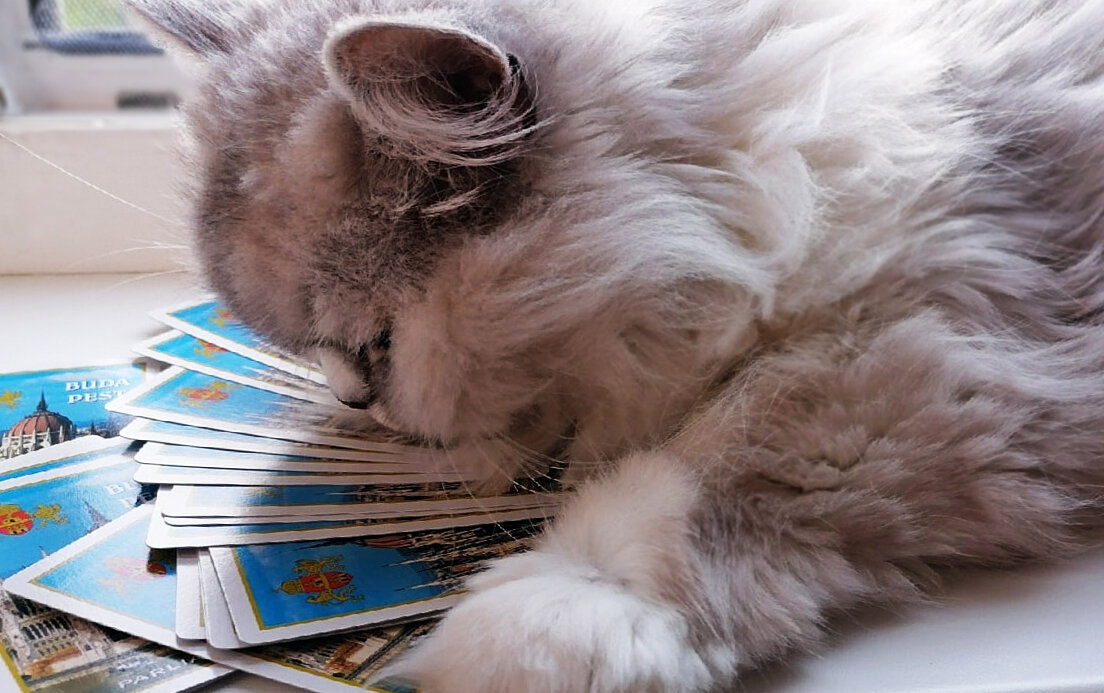 Серая кошка "за работой". Фото автора