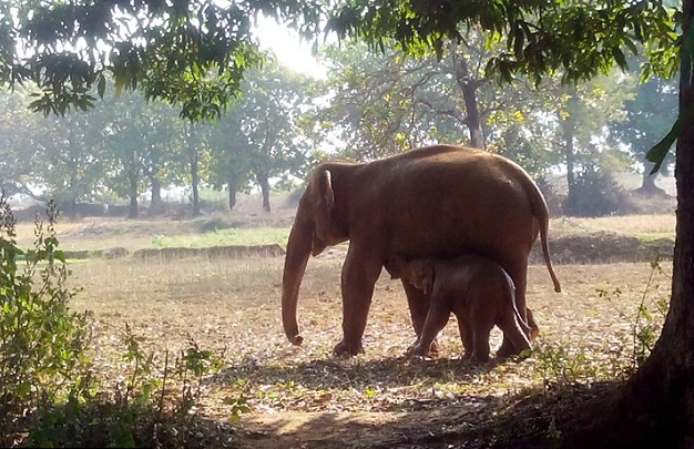 Источник: https://greedyfinance.com/index.php/ru/2021/05/25/elephant-that-spent-11-hours-digging-a-hole-finally-pulls-out-something-nobody-expected-8/