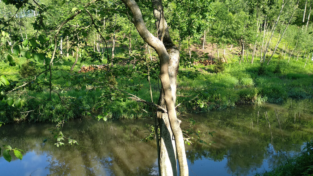 Наша речка. Дальше она впадает в речку побольше и в ней уже купаются взрослые