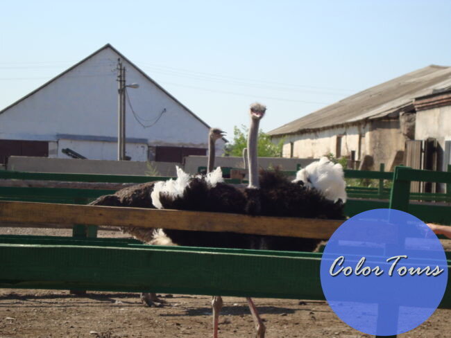 Африканские страусы в Оренбурге. Фото из личного архива