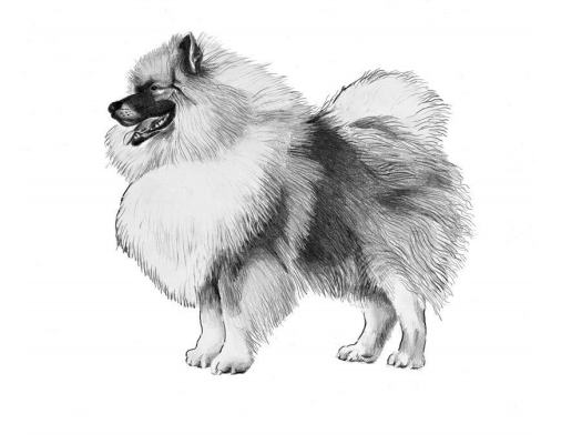 Вольфшпиц, кеесхонд. Иллюстрация из официального стандарта породы