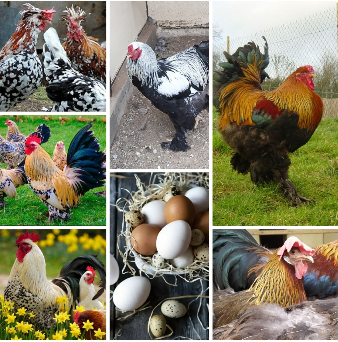 Домашние куры