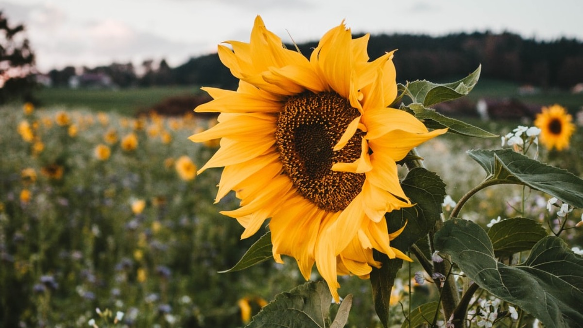 Подсолнечник 2. Helianthus annuus (Sunflower) Seed Oil. Подсолнечник сорно-полевой. Подсолнечник сорнополевой (Helianthus lenticularis). Подсолнечник калифорнийский.