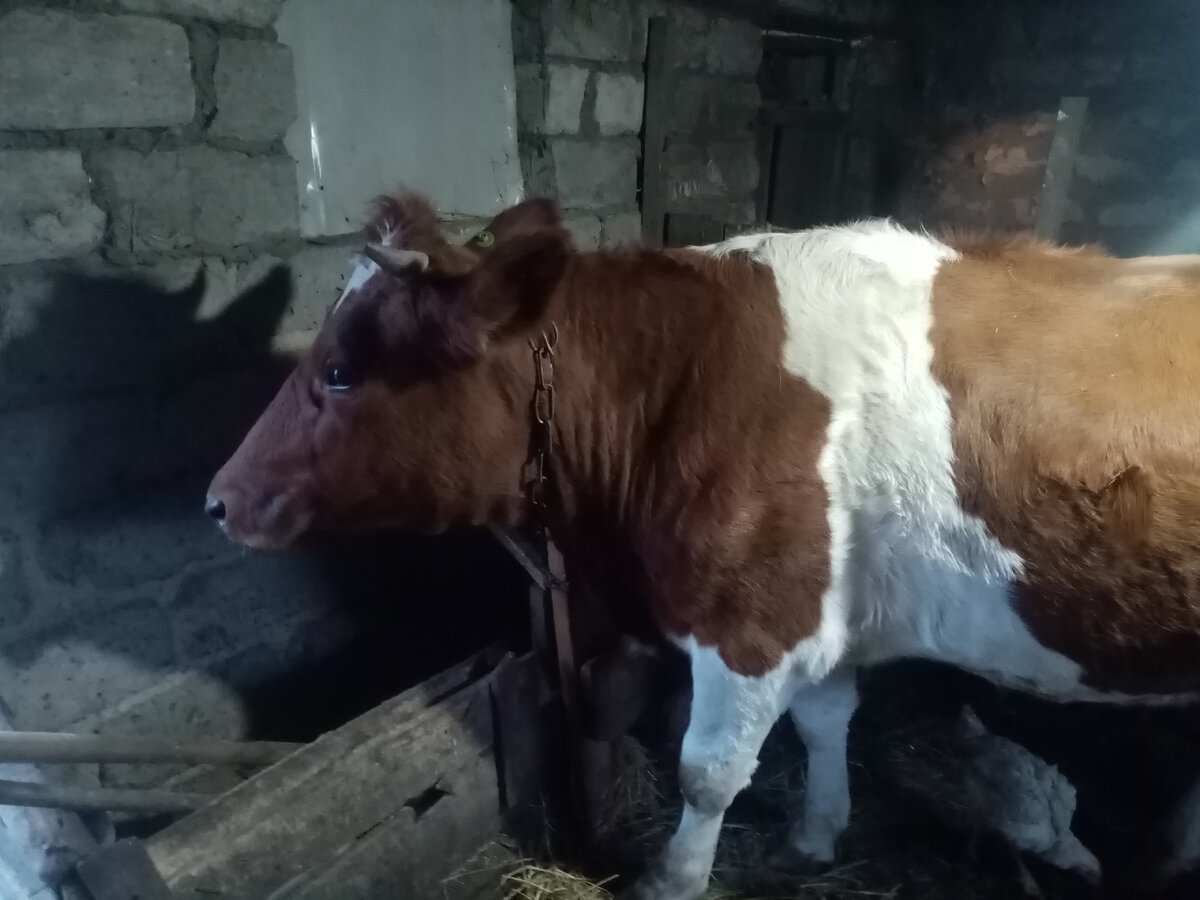 Наша буренка в 19году мы её купили месячной телочкой