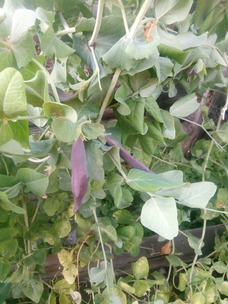 Вот такой необычный горох