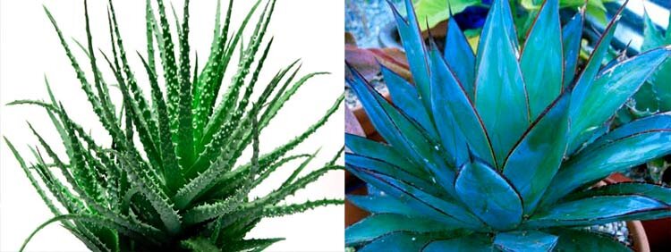 Слева – алоэ, справа - агава.