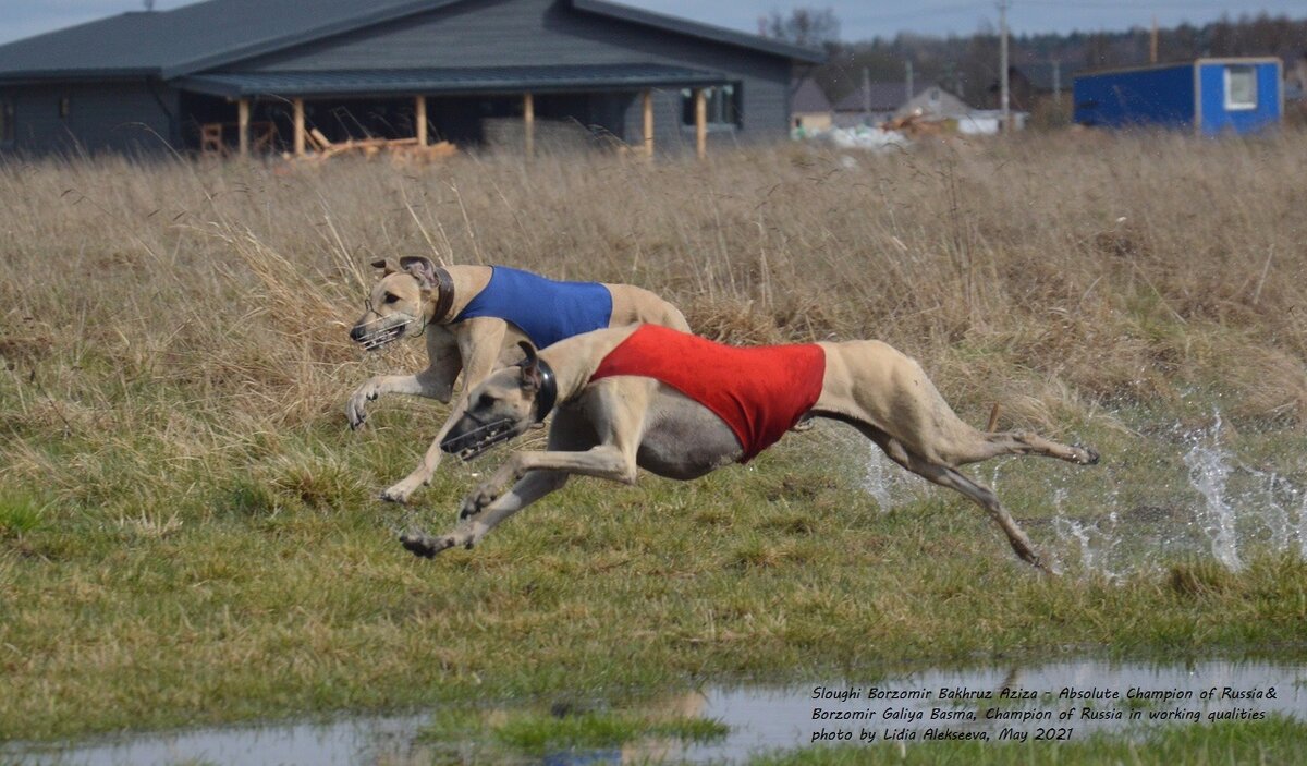 Чемпионат РКФ в мае 2021 г., арабские борзые "Борзомир".